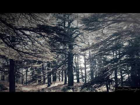 SARO ZAVEN - La Valse Des Cèdres