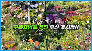 부산에 이런 꽃시장도 있었네요!! 진작 가 볼 걸 후회되는 부산 여름 꽃시장 투어 ㅠㅠ
