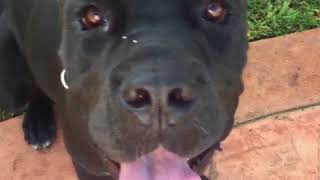 Video preview image #1 Cane Corso Puppy For Sale in MIAMI GARDENS, FL, USA
