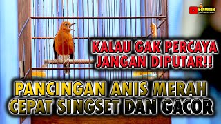 Download lagu SUARA ANIS MERAH BETINA DAN JANTAN SANGAT AMPUH UNTUK PANCINGAN ANIS MERAH BIAR BUNYI mp3