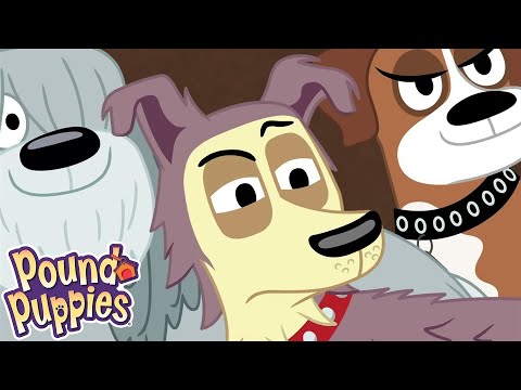 Pound Puppies | Kennel Kittens Return | COMPILATION | Season 1 | Pet Cartoon