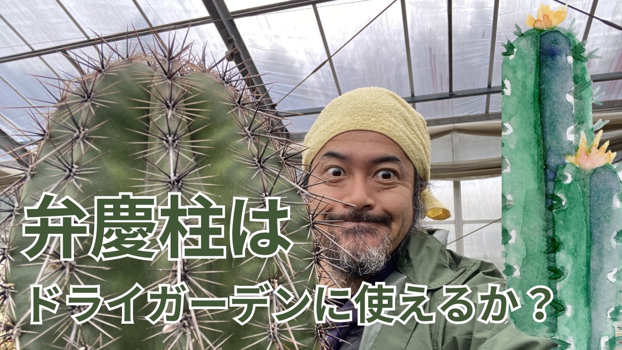 『ドライガーデン』の新しい仲間、弁慶柱