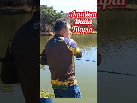 Esse pesqueiro tem muita tilapia #pesqueiro Stella #
