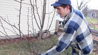 How to Prune Pear Trees That Have Become Too Overgrown