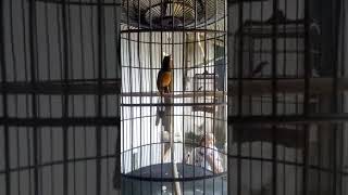 Download lagu Murai batu kitaro jr umur 9bulan.. Kenari panjang!!! mp3