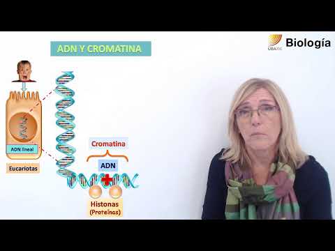39.Biology. Nucleus and chromatin.