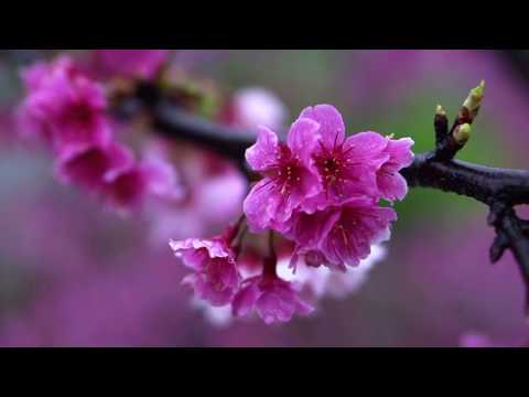 Short Meditation Music | 5 minute relaxation and calming music by Hennie Bekker (Spring Rain)