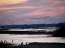 Sandhill Cranes, Sunset on the Platte River
