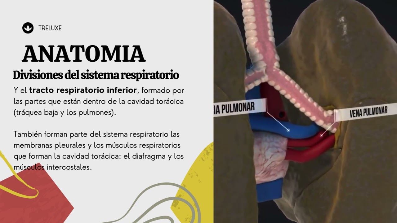 Anatomía/ Fisiología Pulmonar Básica en 3 minutos