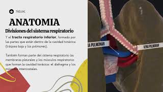 Anatomía/ Fisiología Pulmonar Básica en 3 minutos