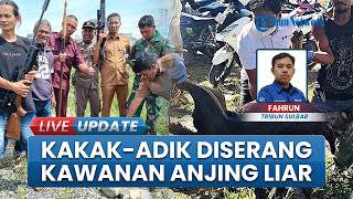 Warga Tembak Mati 1 dari 3 Anjing Liar Rabies di Wonomulyo Polman, Serang Bocah 5 Tahun