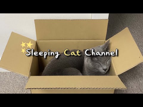 한냥이는 상자를 좋아해 / 고양이 힐링 영상(26분)