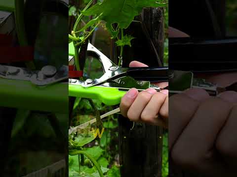 Степлер для підв'язки рослин винограду овочів квітів Тапенер посилений 10000 скоб 5 рулонів стрічки - фото 2 - id-p2551563129