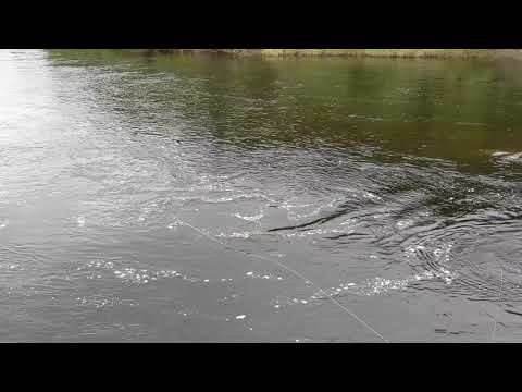 Large Atlantic Salmon. Dry Fly. Newfoundland and Labrador.