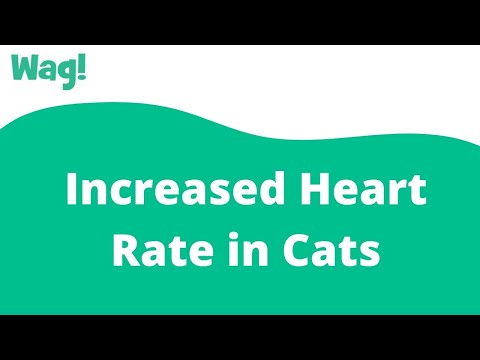 Increased Heart Rate in Cats | Wag!