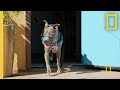 A Pitbull Becomes a Service Dog | Cesar Millan: Better Human Better Dog
