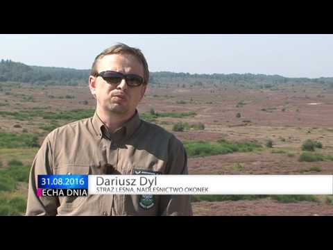 Wrzosowiska w Okonku