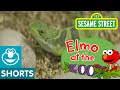 Elmo Plays With Reptiles Elmo At The Zoo 8