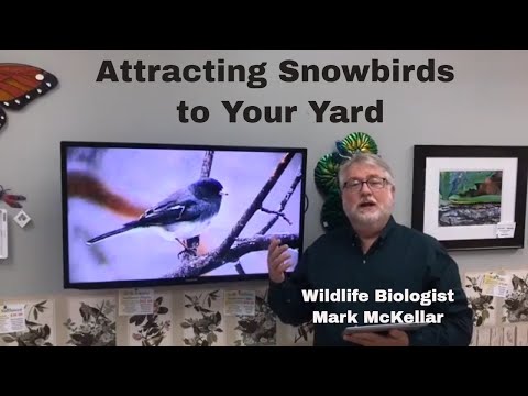 Species Profile: Dark-eyed Junco