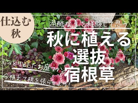 テキサスセージ、アスター、ツツジ…春の花畑のために10月に植える最も美しい多年草8選  庭園
