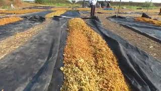 preview picture of video 'Tradition way of Raisin Drying in India'