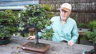 preview picture of video 'Plant City Bonsai June 2014'