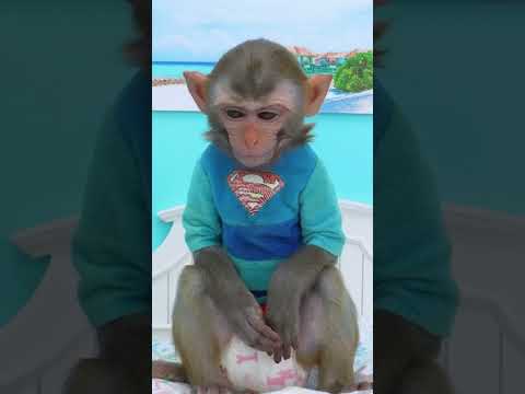 Sleeping on the beach… then boom, tsunami hits! 🌊😱🐵 #monkey