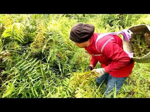 mak ambik midin (21.1.2017 / 09.10 am)