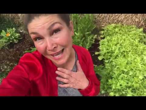 Odla Ringblommor Då kan du så i trädgården eller odla i kruka på balkongen