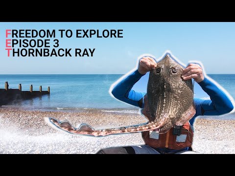 Freedom to Explore - Episode 3 - Thornback Ray - Spider Crab - Kayak Fishing UK