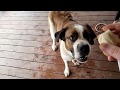 Stubborn Dog Sit Good Catch Good Boy St Bernard
