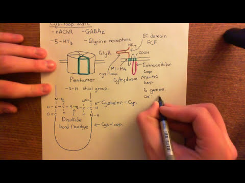 Glycine Receptors and Hyperekplexia Part 4