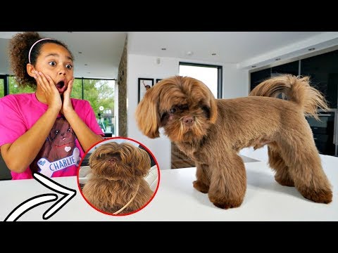 CUTE PUPPY MAKEOVER TRANSFORMATION!!