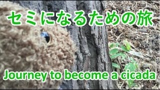 セミになるための旅／Journey to become a Cicada