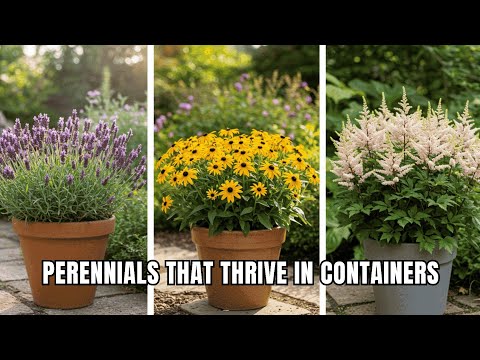 🤯 Lazy Gardener's Dream: 17 Perennials That THRIVE in Containers/Pots With ZERO Effort!