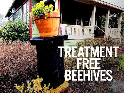 Treatment Free Beehives & Beekeeping with Log Beehives
