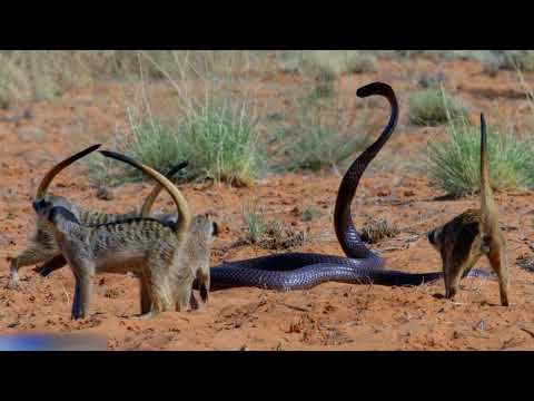 Predadores Africanos - Pequeno,Mas Mortal