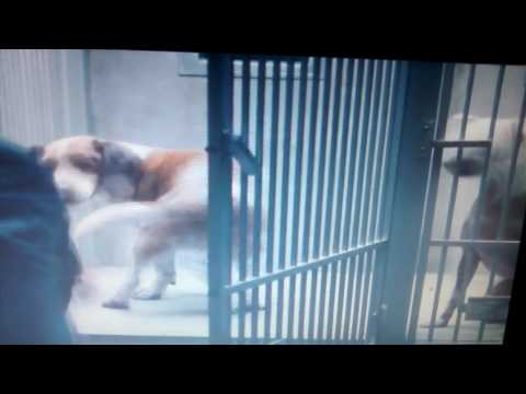 Walt Disney Pictures presents Underdog Part 1(1)