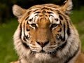 Tangerine Dream - Tyger