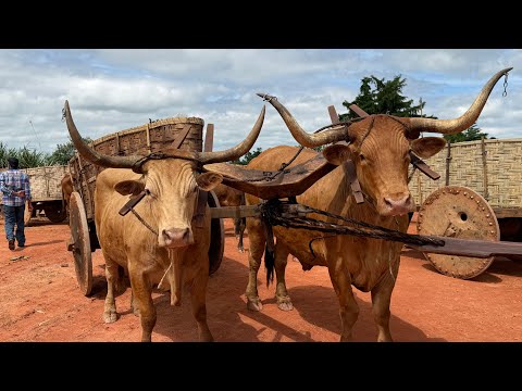 Encontro de carreiros no distrito da Mata do Sino - Juruaia-MG