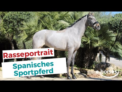 , title : 'Das Spanische Sportpferd im Rasseportrait'