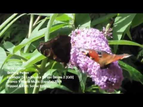 Wild Flower -Drifting Polen [16:9 HD Video] Chillout, World Music