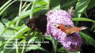 Wild Flower -Drifting Polen [16:9 HD Video] Chillout, World Music