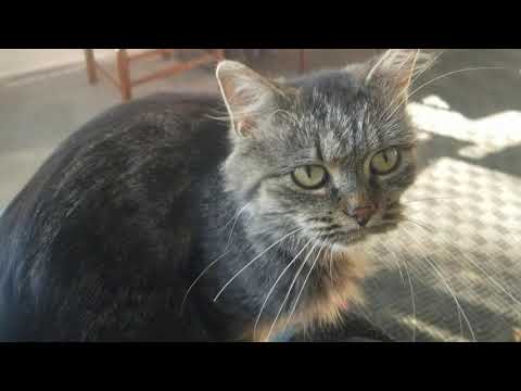 Ex Feral Cat Lilith Sitting On My Lap!!!!