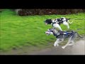 Milka und Spike laufen das erste Mal zusammen vor dem Hadhi-dog-Trike