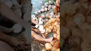 Download lagu Proses Pekerjaan Kelapa (Kopra) #petani #vlog #shorts #viral mp3