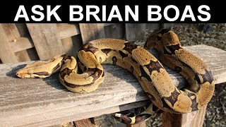 Ask Brian Boas: Your Boa Constrictor Questions Answered!