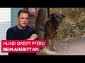 Hund Springt Pferd Und Andere Hunde An Was Tun Der Hundeprofi