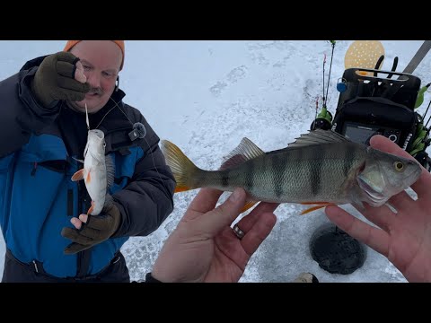 Mitä ahven syö Säkylän Pyhäjärvellä - Ahvenpilkillä ammattimiehen kanssa - Vinkit ja pelipaikat
