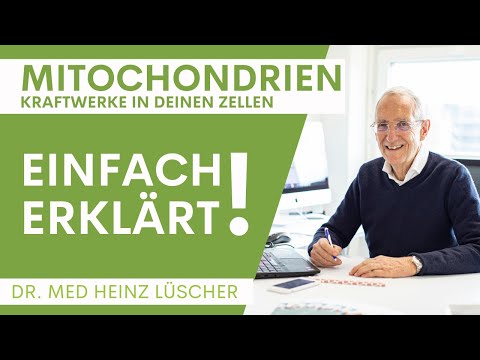 Einfach erklärt: Was sind Mitochondrien?
